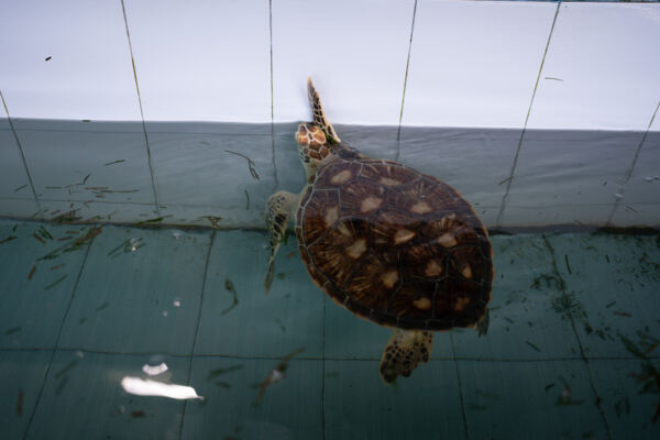 变革者之周,杭州惠灵顿外籍人员子女学校