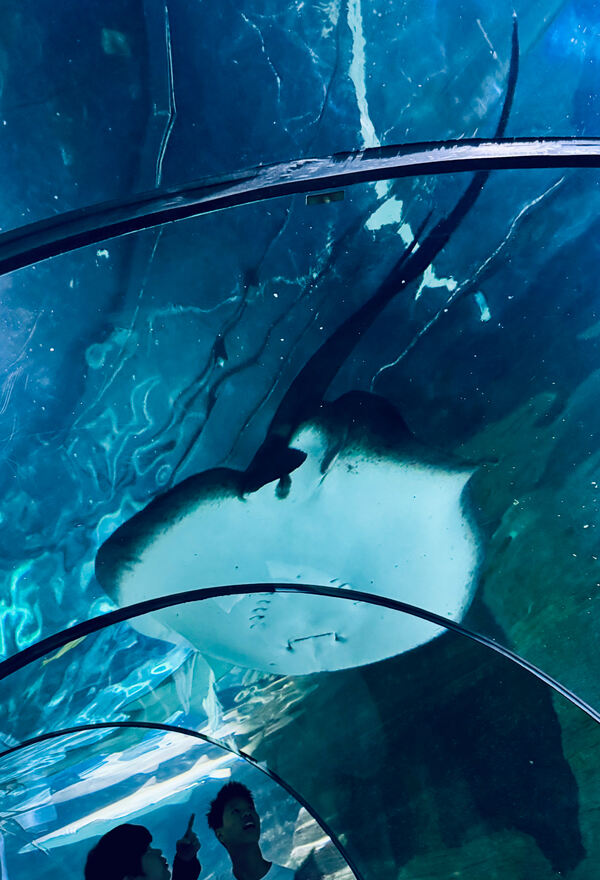 Changemakers' Week,Wellington College International Hangzhou