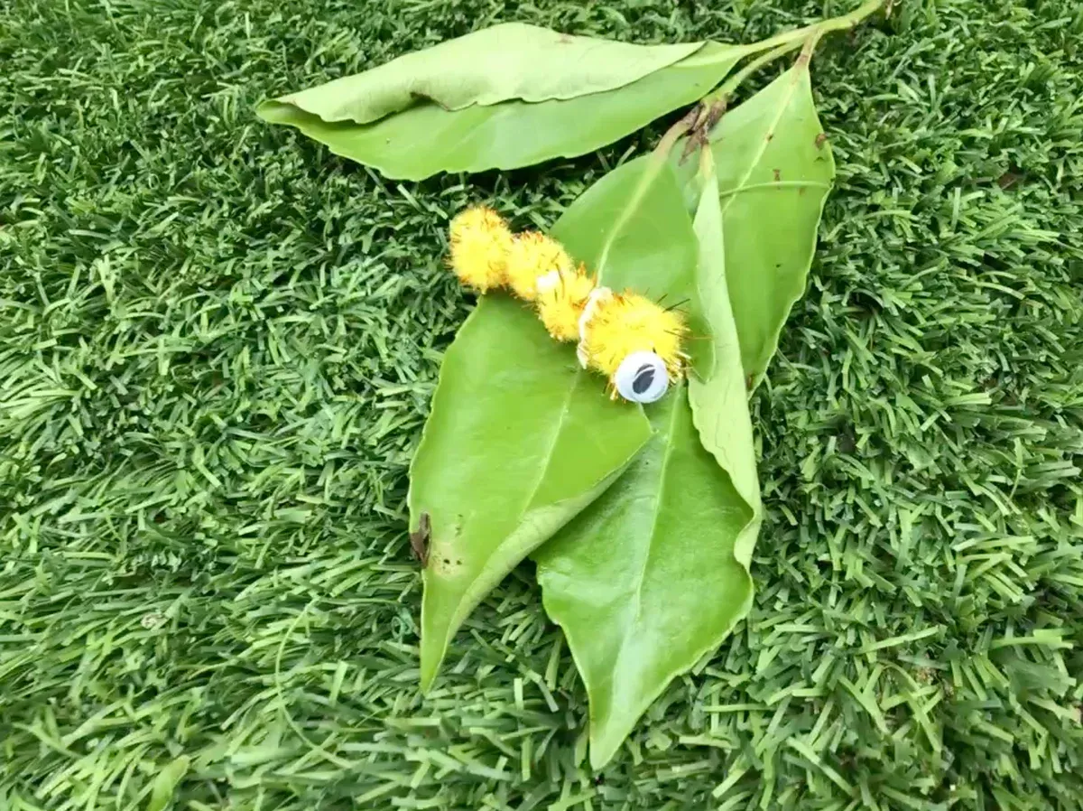 Listen to our little Caterpillar story by our Nursery pupils