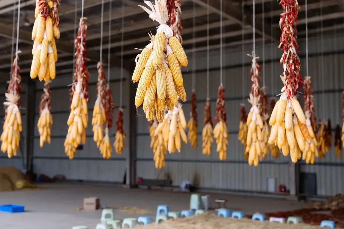 Into the Classroom | Explore the Agricultural Science Centre